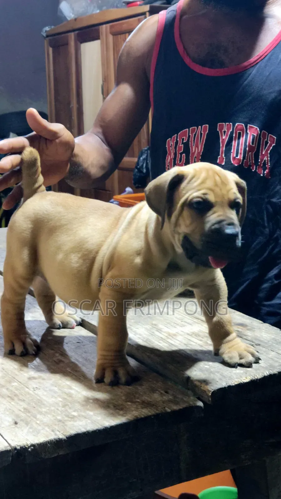 1-3 months Male Purebred Boerboel