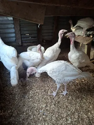 Eben Turkey Farm