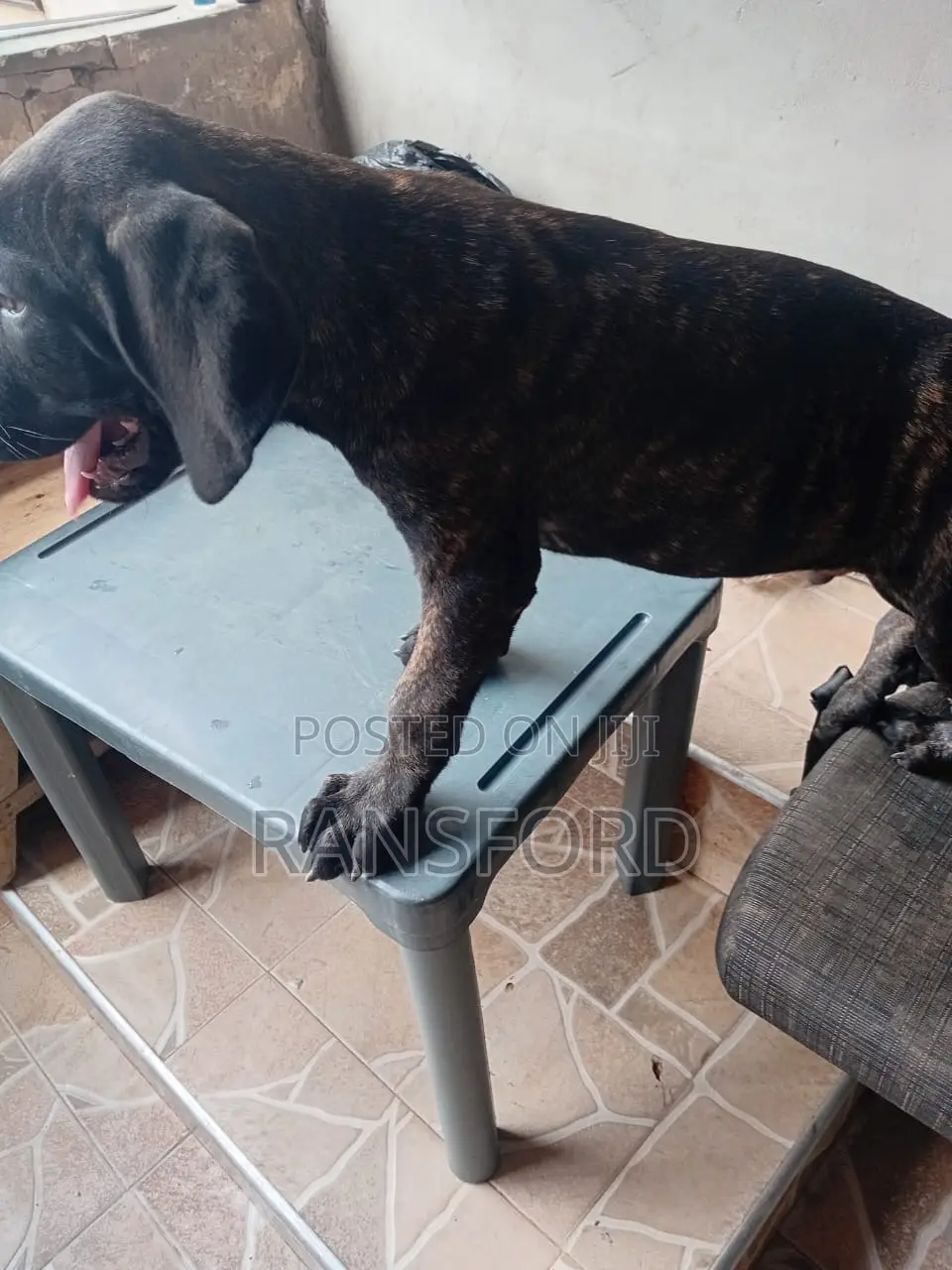 1-3 months Male Purebred Boerboel