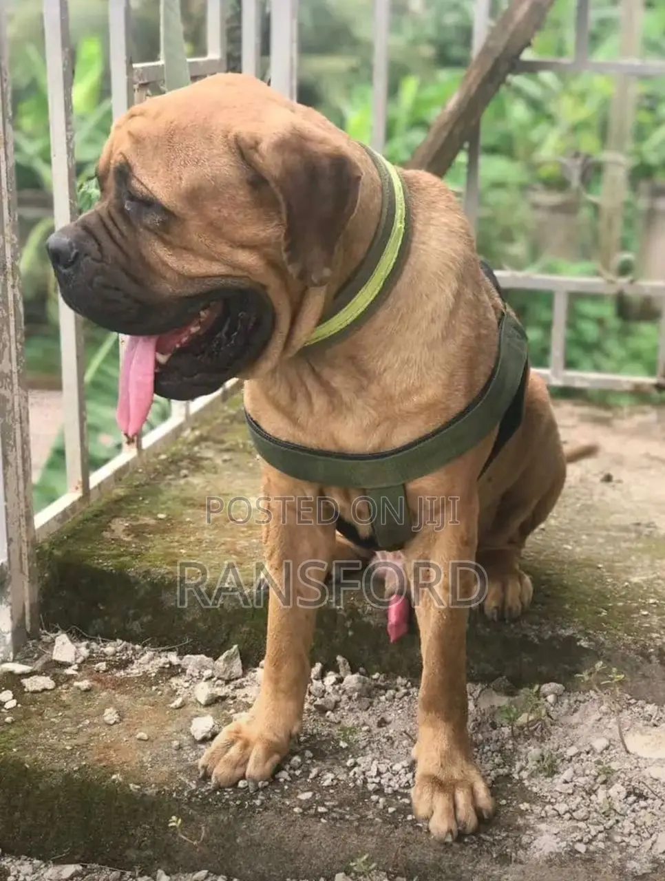 1-3 months Male Purebred Boerboel