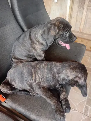 1-3 months Male Purebred Boerboel