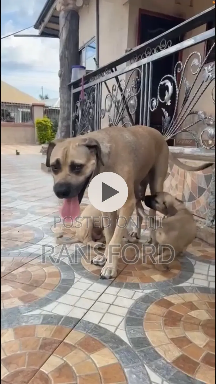 1-3 months Male Purebred Boerboel