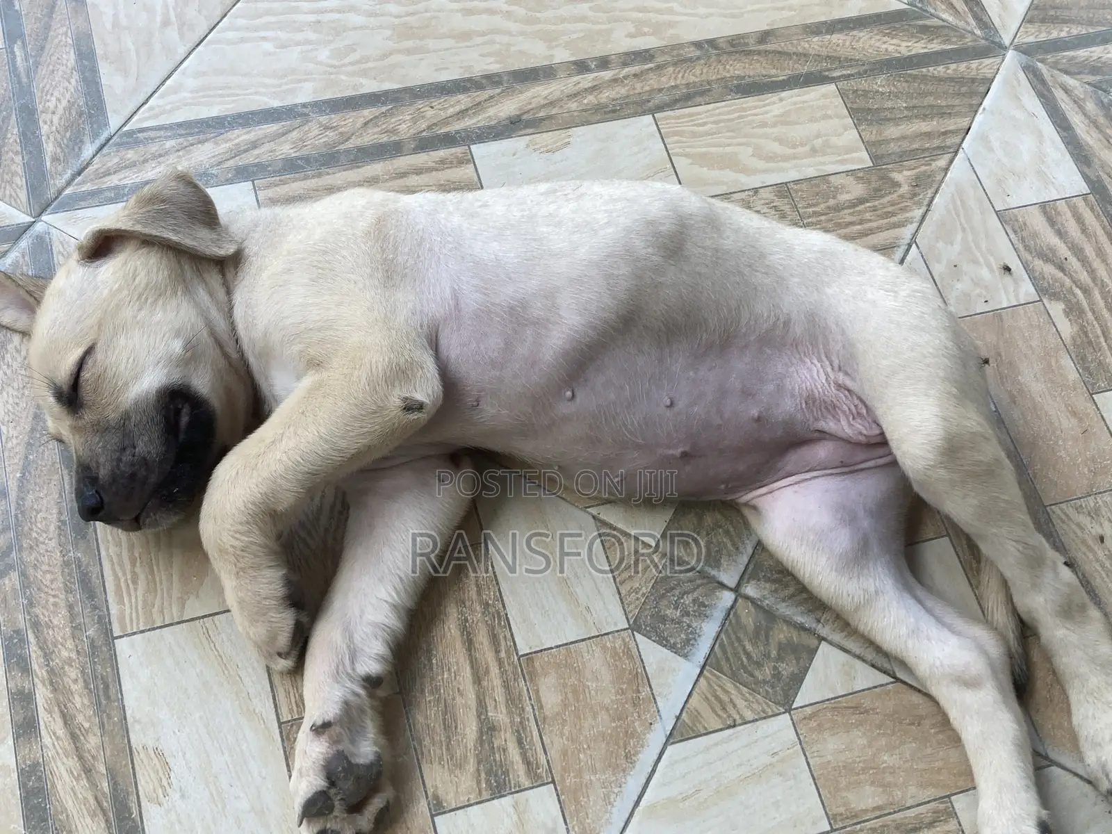1-3 months Male Purebred Boerboel