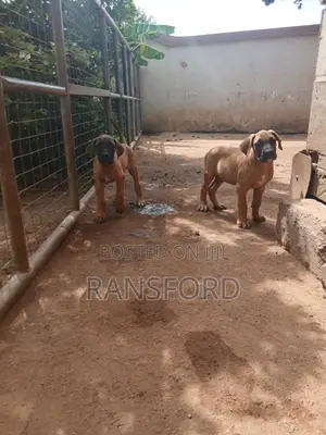 1-3 months Male Purebred Boerboel