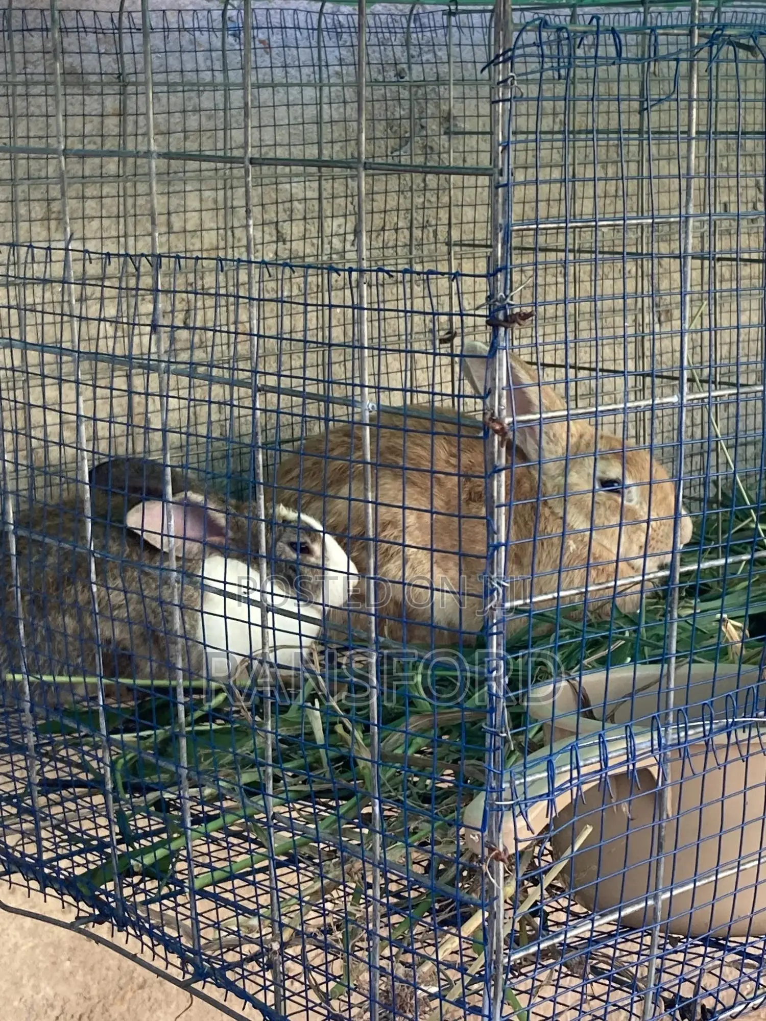 Rabbits Giant