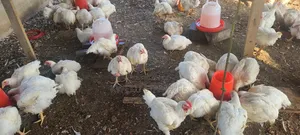 Broilers for Sale at Affordable Price