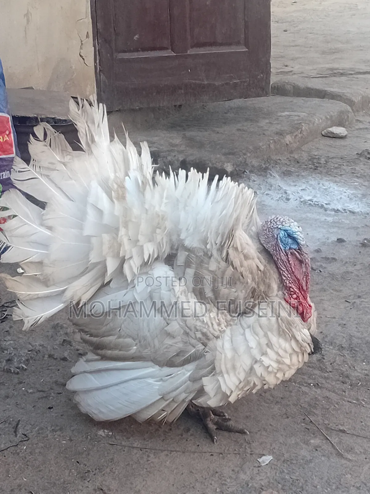Male Turkey