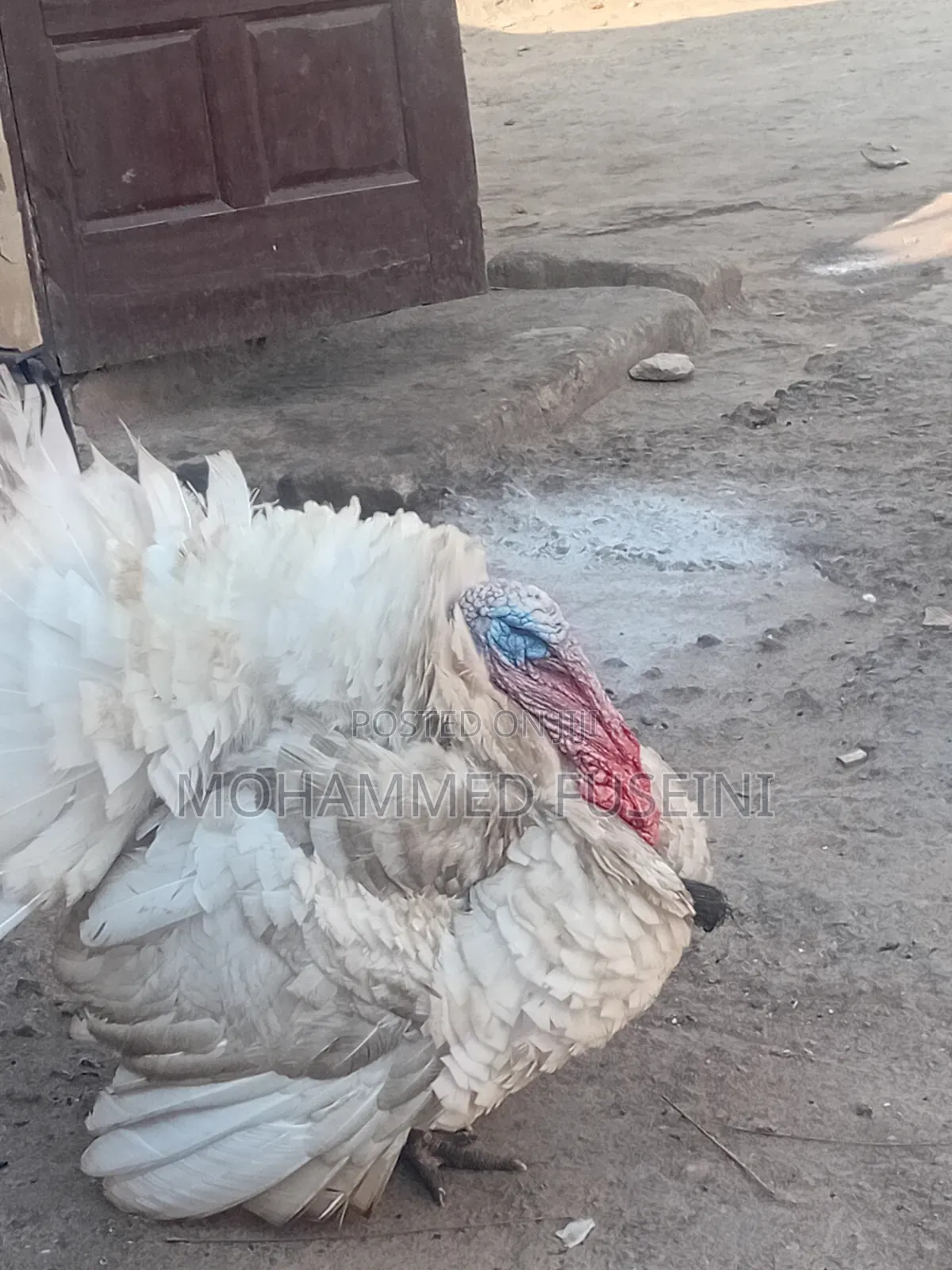 Male Turkey