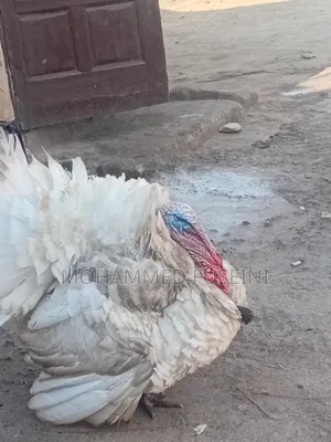 Male Turkey