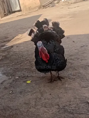 Male Turkey