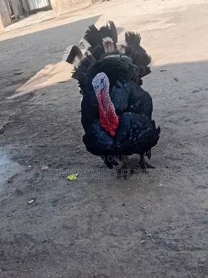 Male Turkey