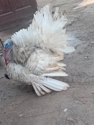Male Turkey
