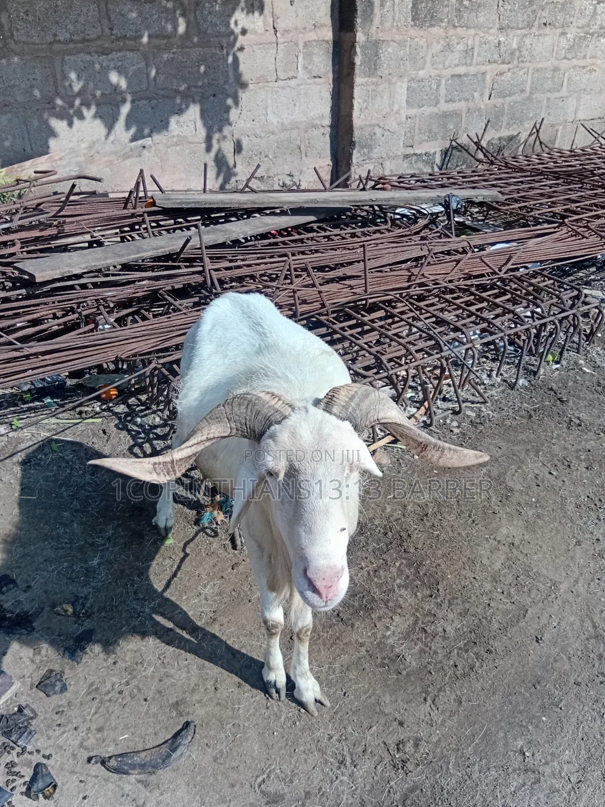 A Sheep for Sale
