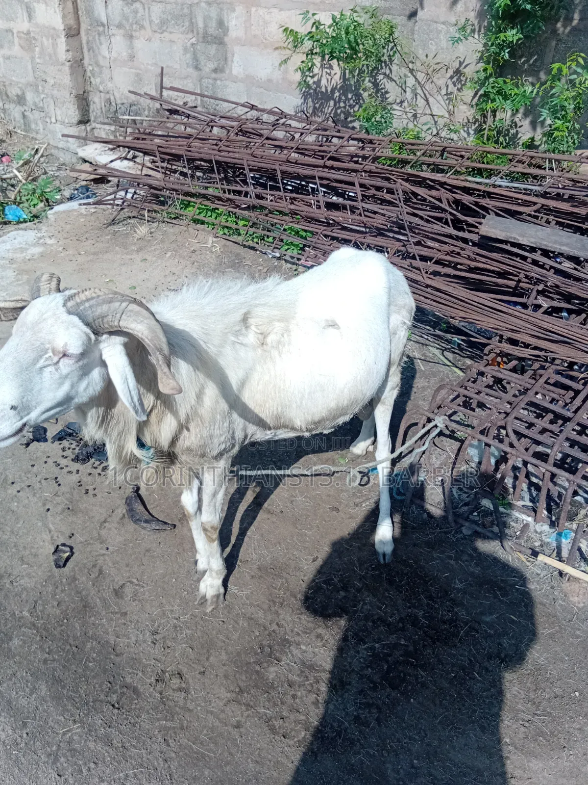 A Sheep for Sale