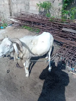 A Sheep for Sale