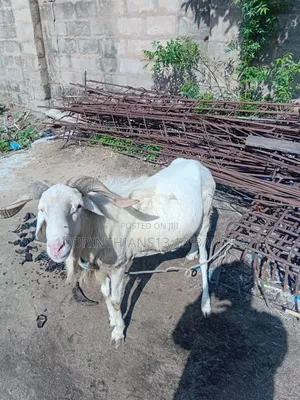 A Sheep for Sale