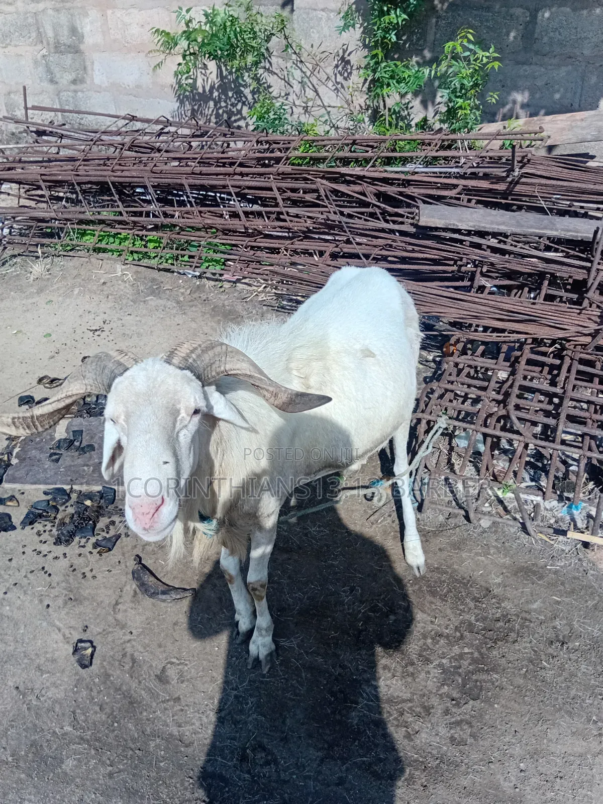A Sheep for Sale