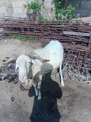 A Sheep for Sale