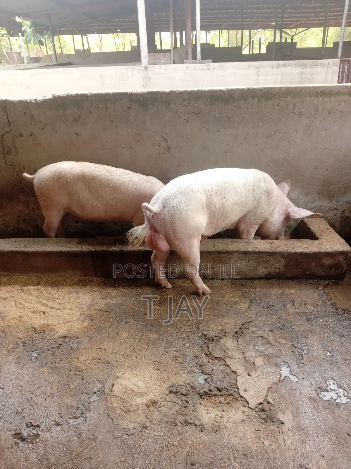 Healthy Fresh Pigs Available