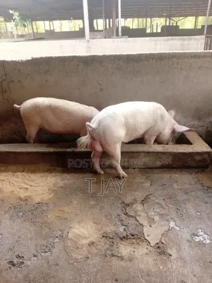 Healthy Fresh Pigs Available