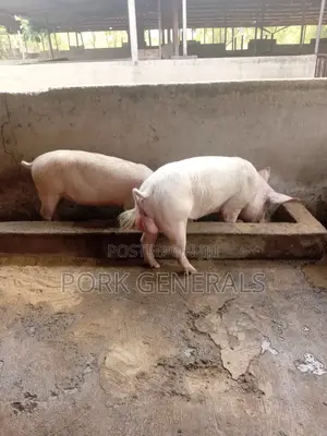 Healthy Fresh Pigs for Sale