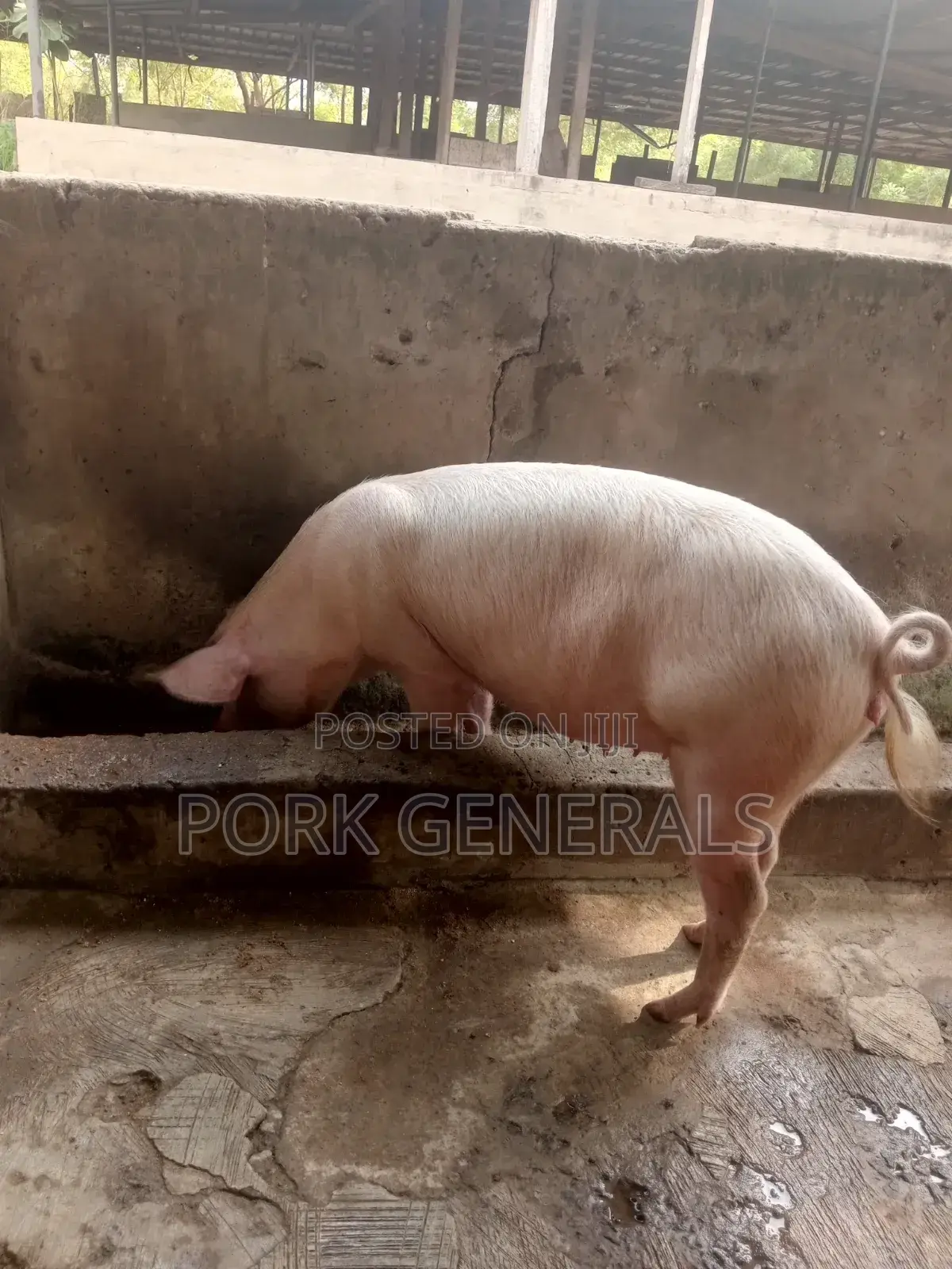 Healthy Fresh Pigs for Sale