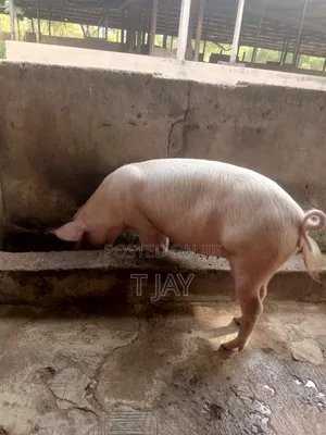 Healthy Fresh Pigs Available