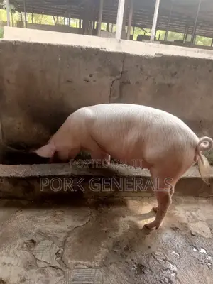 Healthy Fresh Pigs for Sale