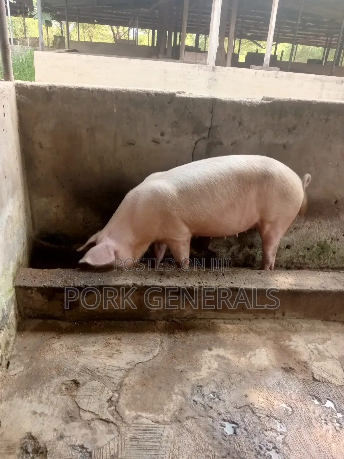 Healthy Fresh Pigs for Sale
