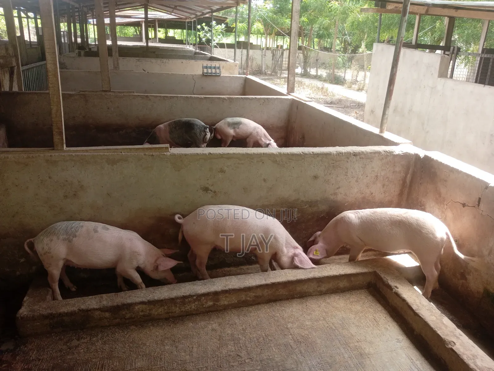 Pigs for Sale