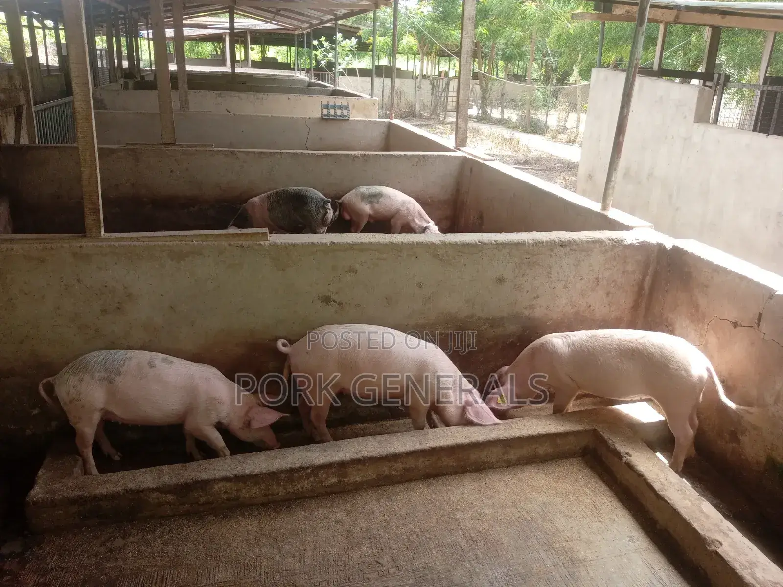 Pigs for Sale
