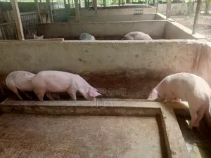 Pigs for Sale
