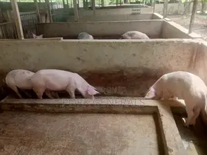 Pigs for Sale