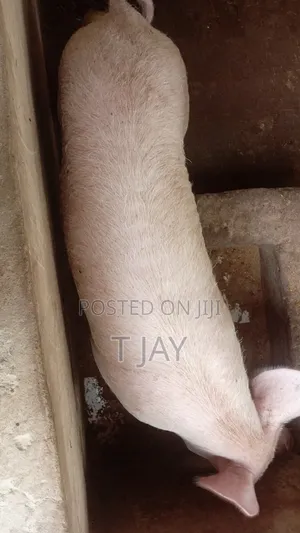 Farm Fresh Pigs Available
