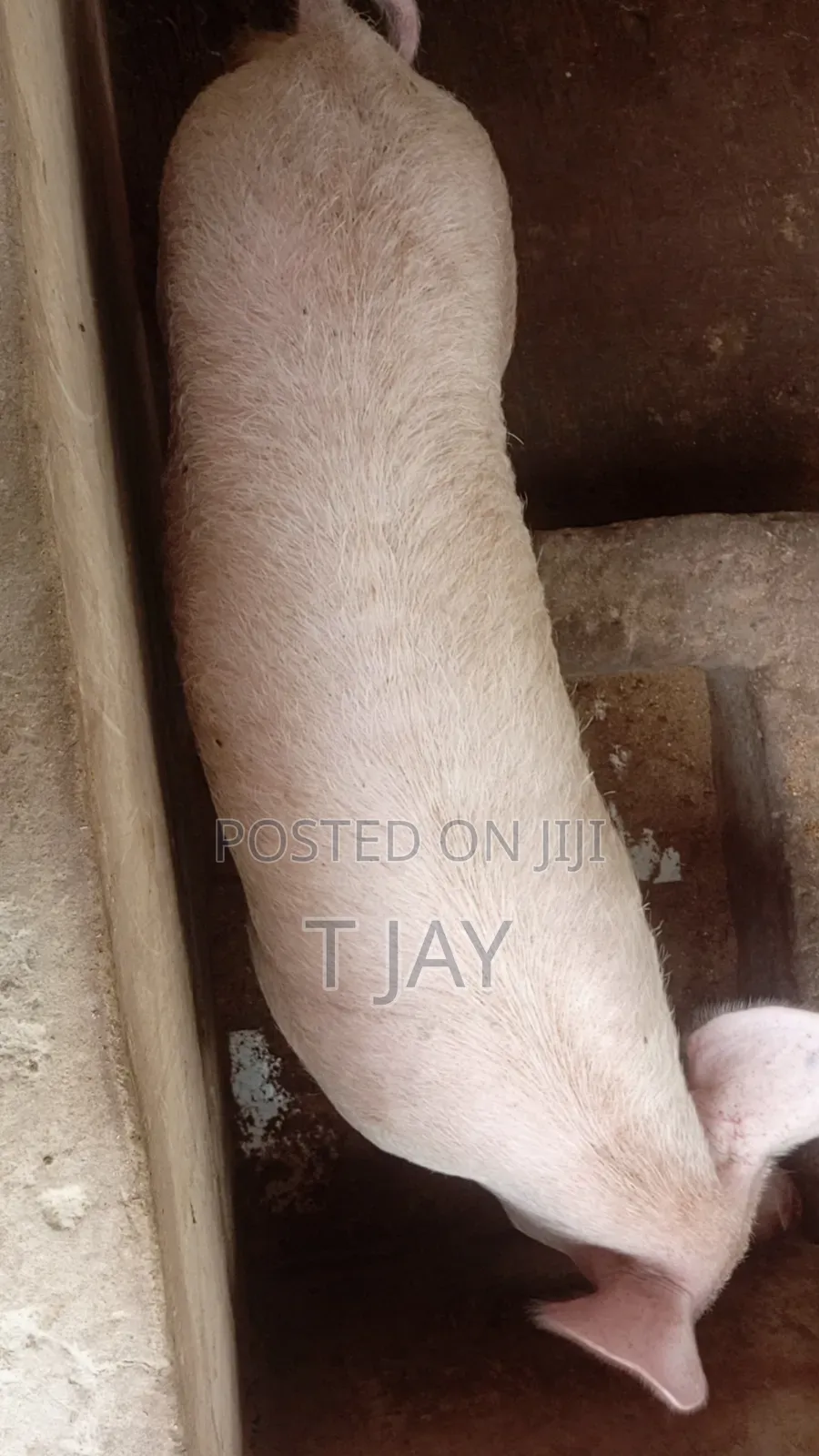 Farm Fresh Pigs Available