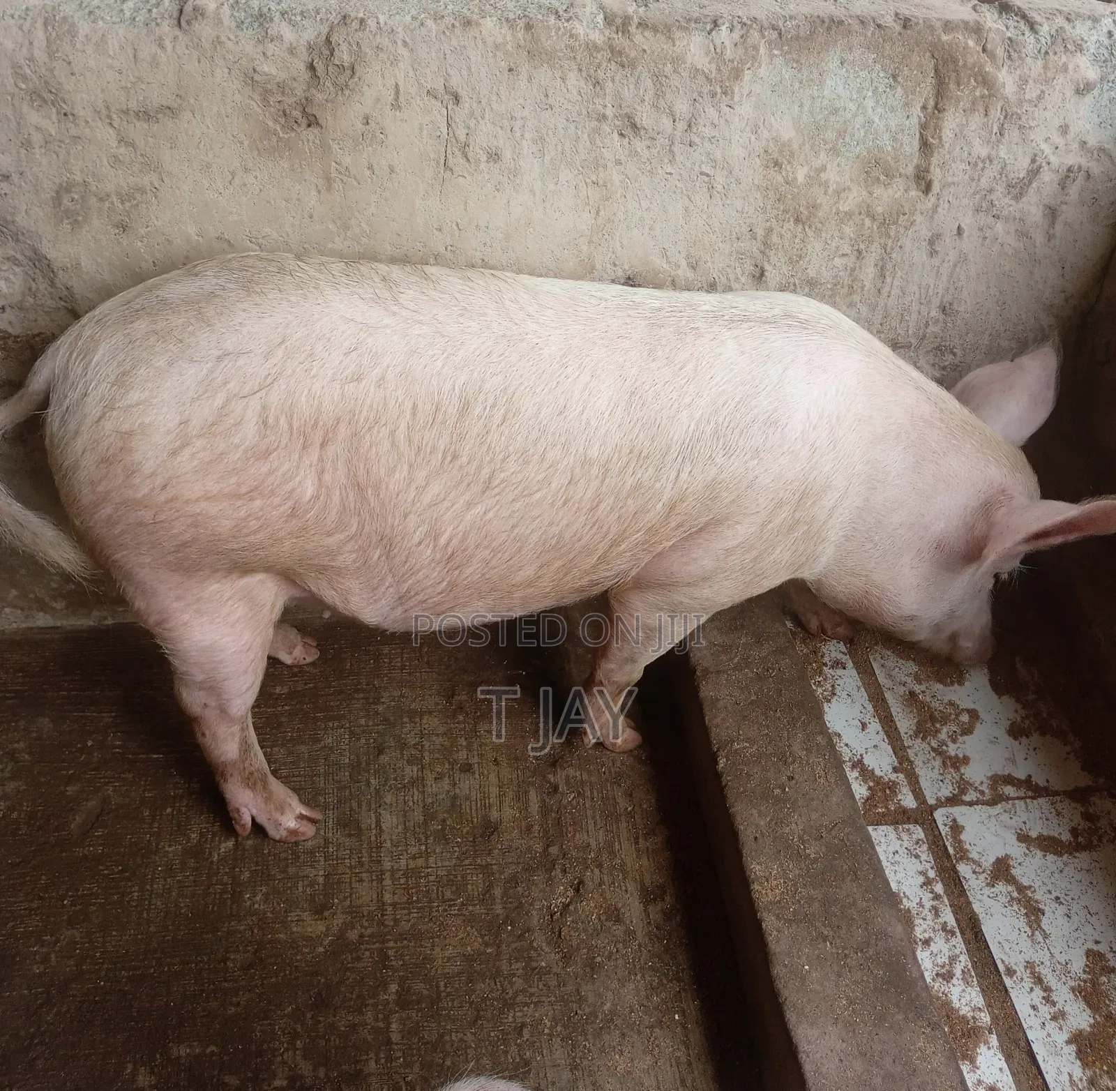 Farm Fresh Pigs Available