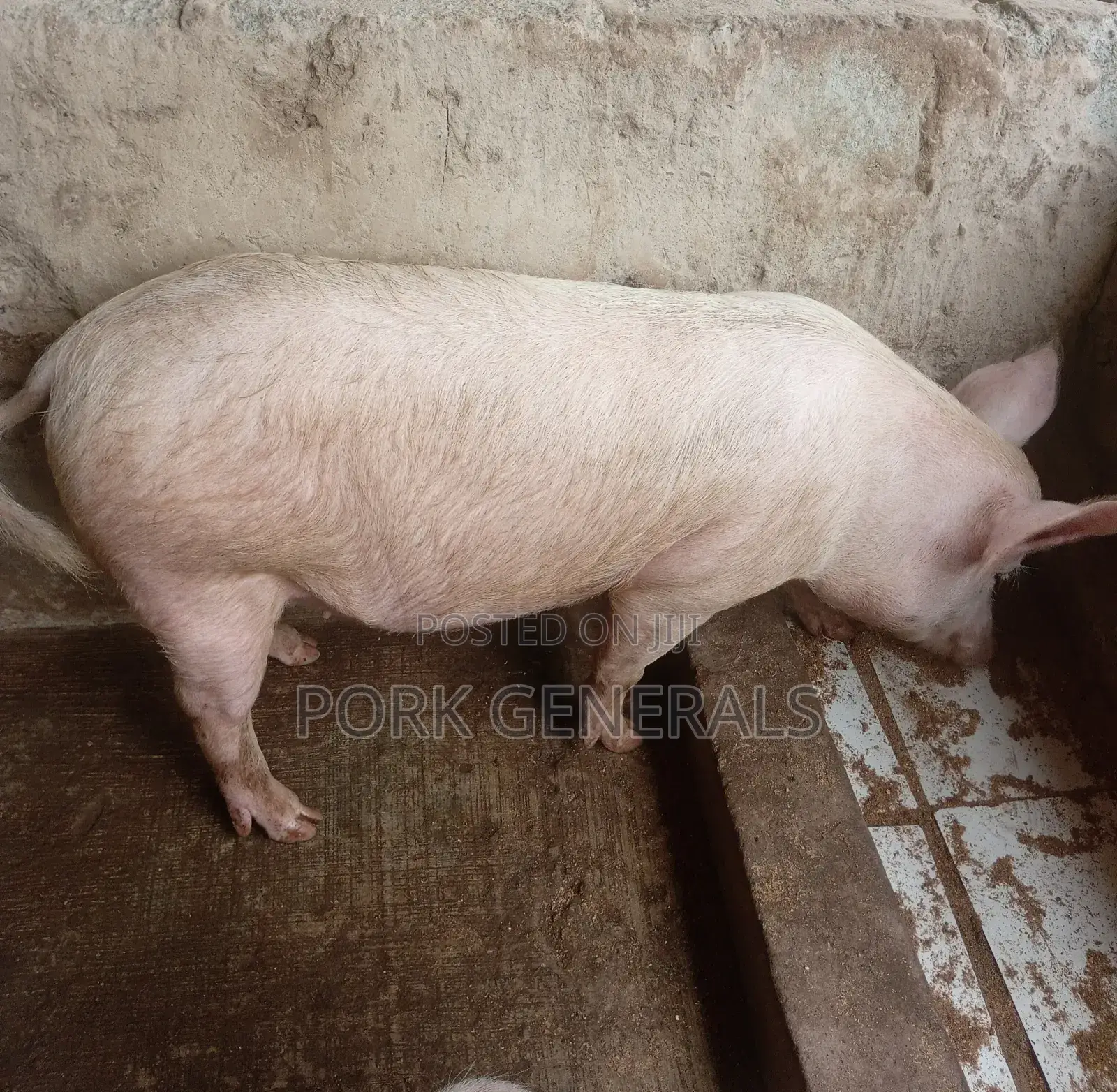 Farm Fresh Pigs Available