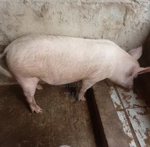 Farm Fresh Pigs Available