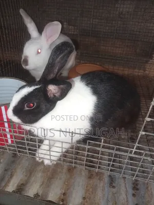 8 Rabbits With Complete Cage