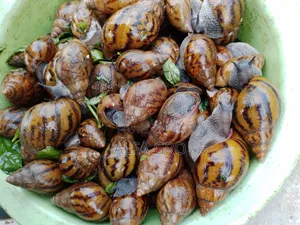 Snail Feed Supplement(10kg)