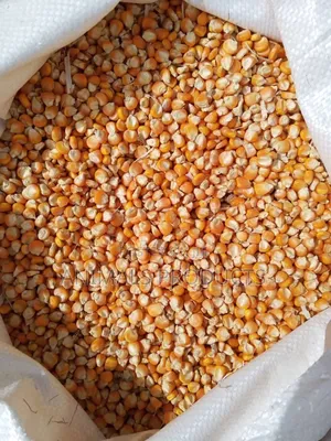 Yellow Maize Crashed for Feed or Food