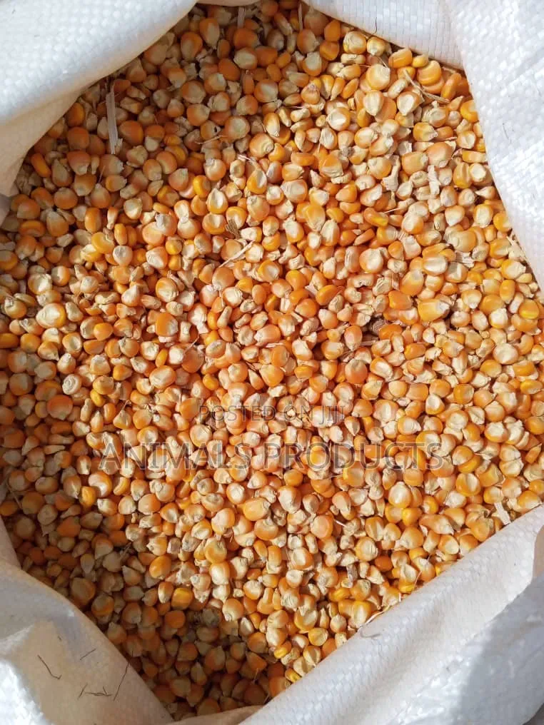 Yellow Maize Crashed for Feed or Food