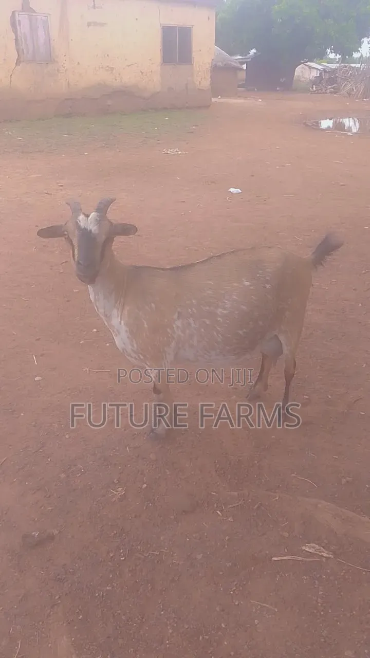 Goat Seller