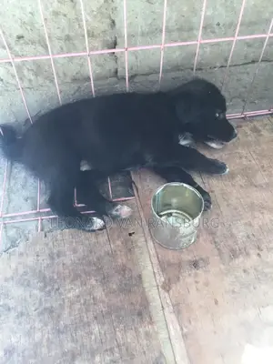 1-3 months Female Mixed Breed Dog