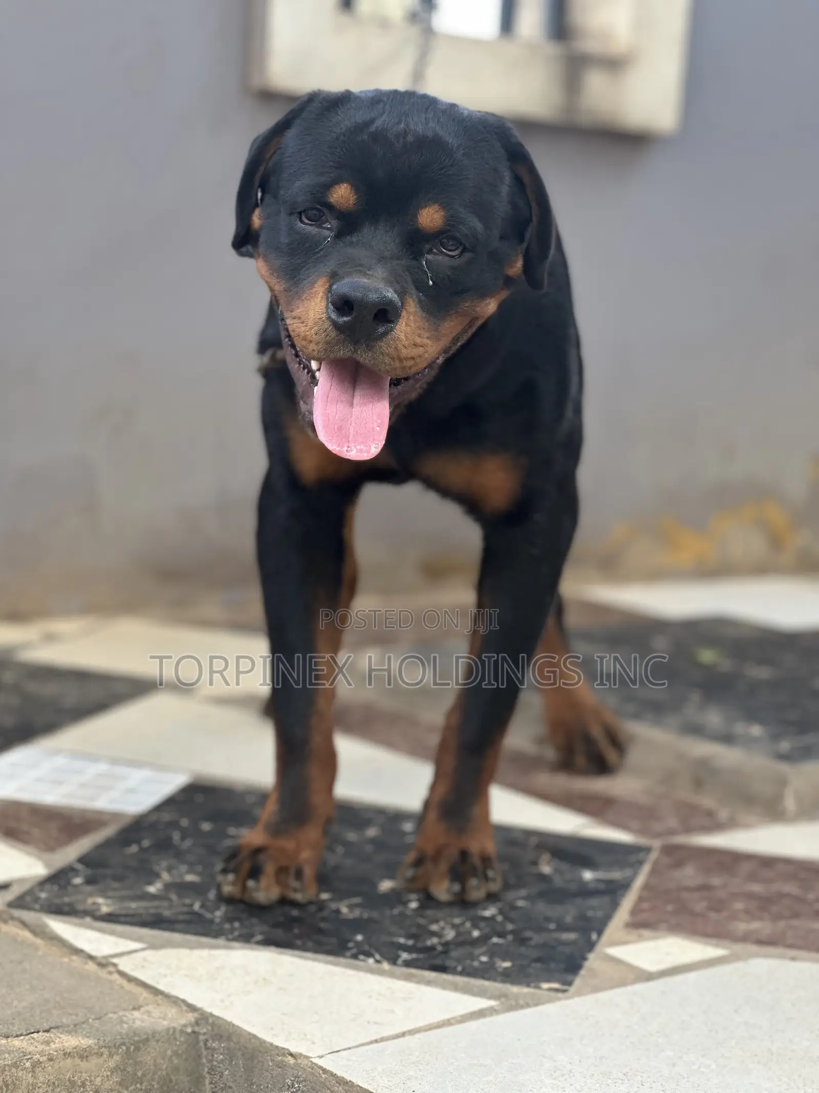 6-12 months Male Purebred Rottweiler