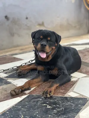 6-12 months Male Purebred Rottweiler