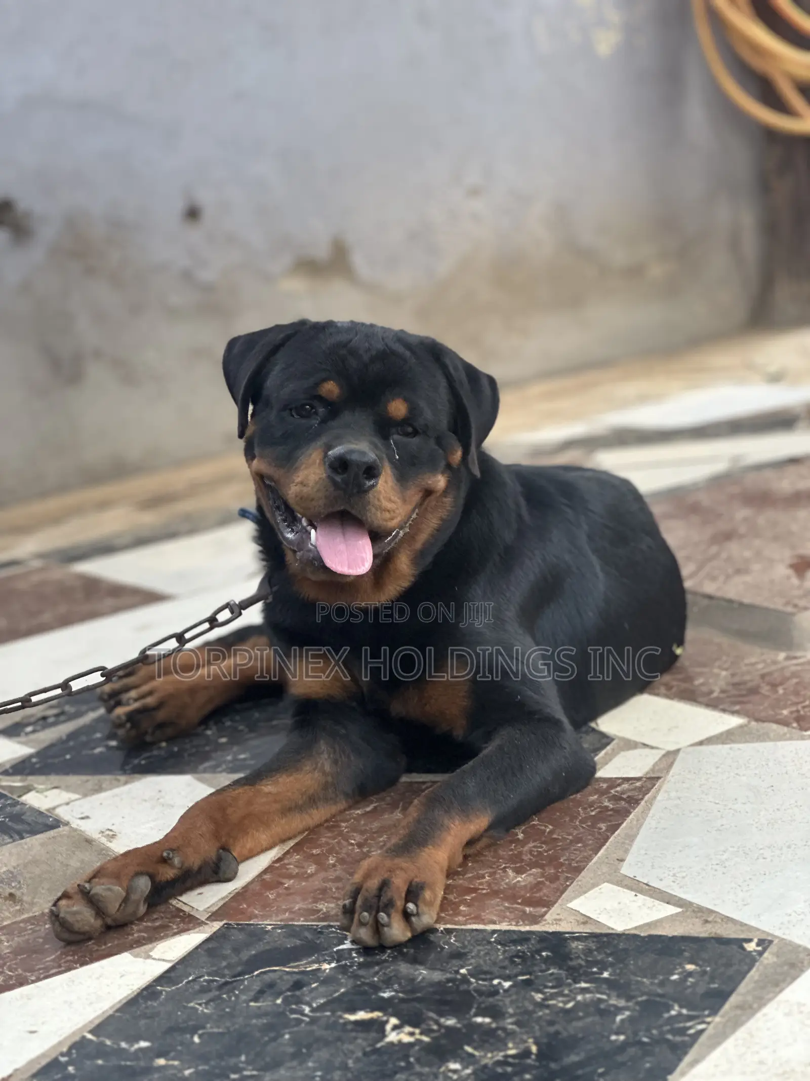 6-12 months Male Purebred Rottweiler