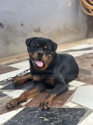 6-12 months Male Purebred Rottweiler