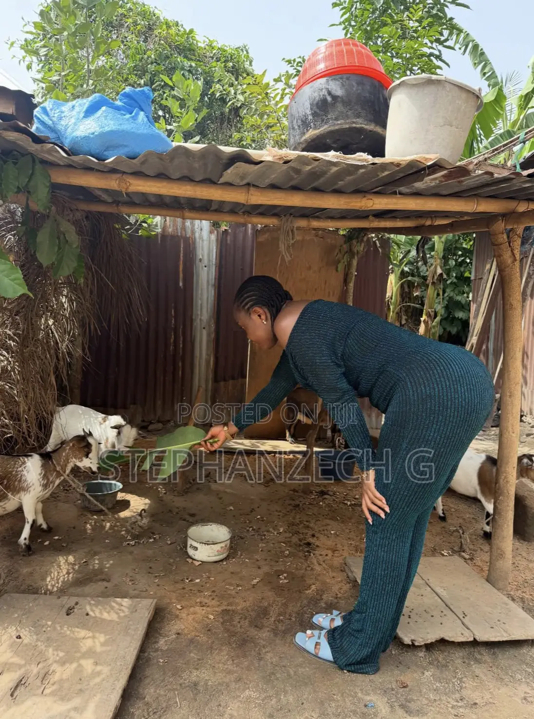 Goat Farming Is All I Do