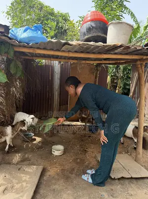Goat Farming Is All I Do
